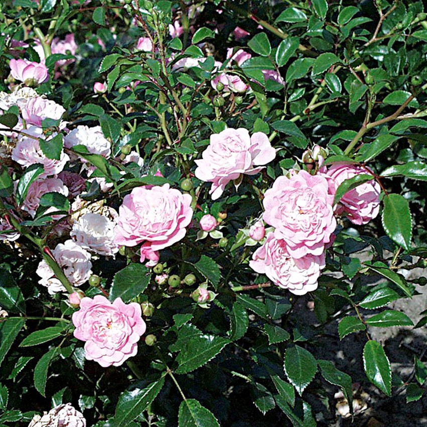 Fariry Roses Bunddække rose - Rosa 'The Fairy' | Kortegaards Planteskole