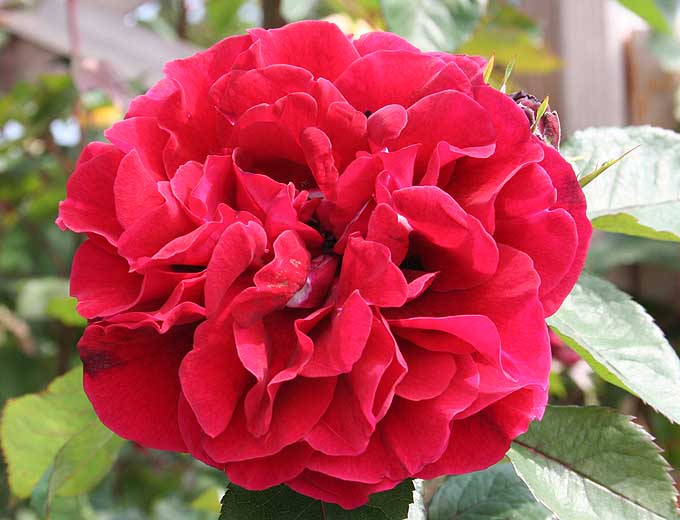 Buskrose - Rosa 'Nadia Renaissance' | Kortegaards Planteskole