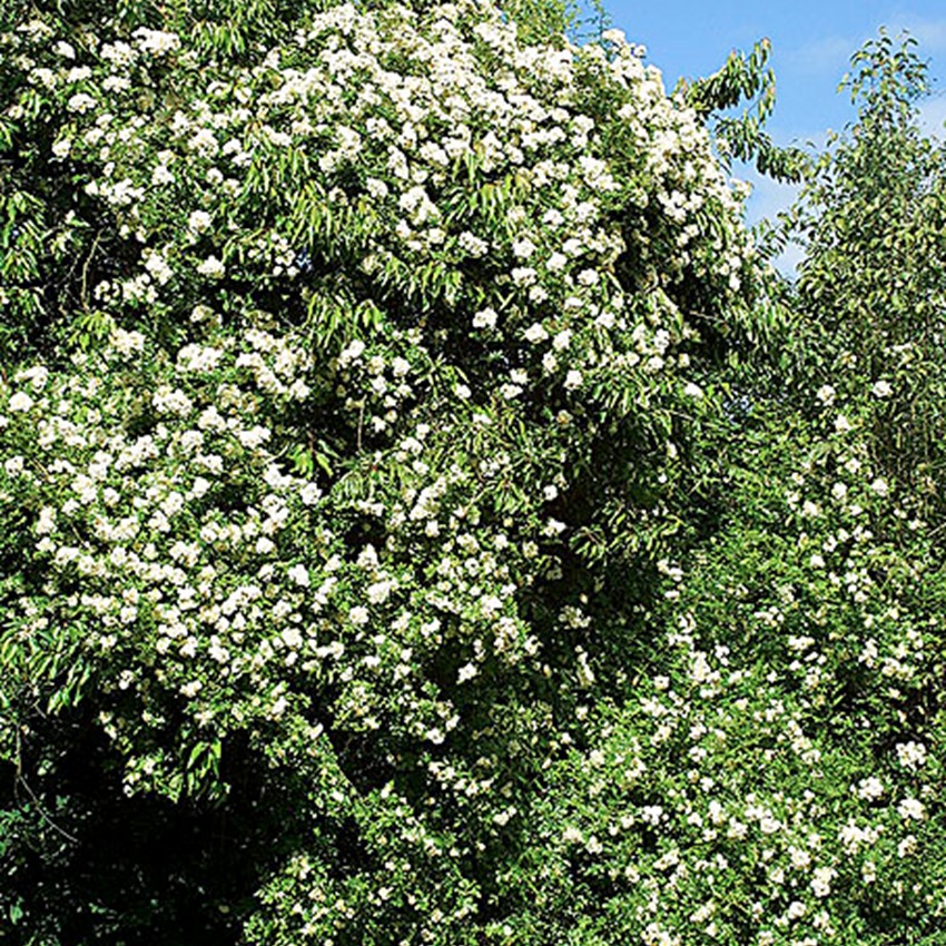 Rhs Rosa Helen - Rosa helenae | Kortegaards Planteskole