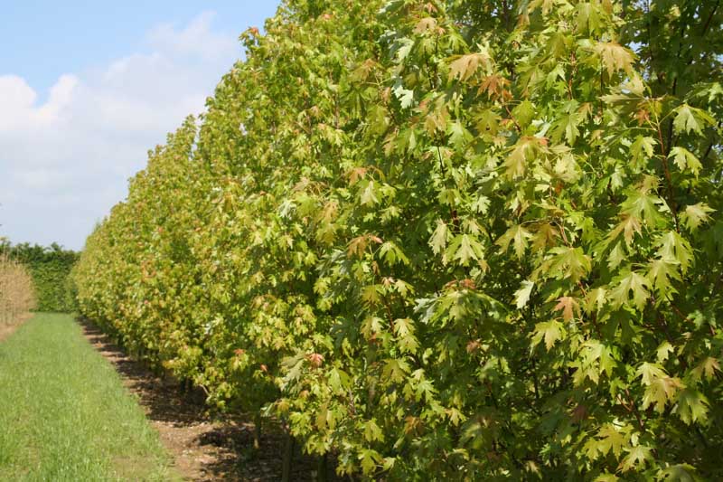Sølvløn - Acer saccharinum 'Pyramidalis' | Kortegaards Planteskole