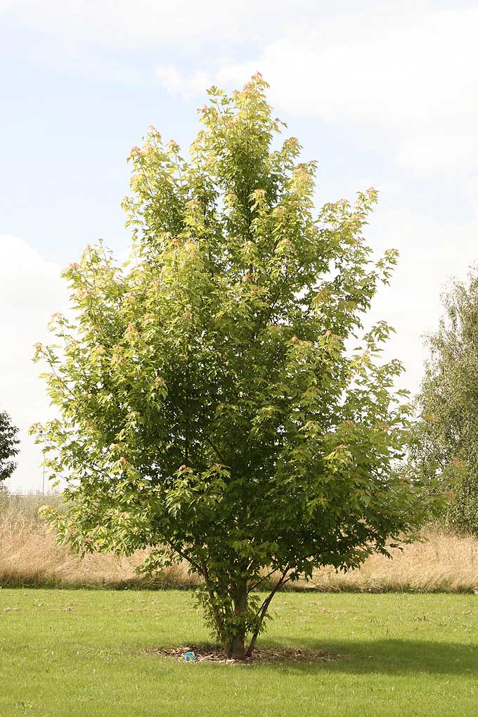 Sølvløn - Acer saccharinum 'Pyramidalis' | Kortegaards Planteskole