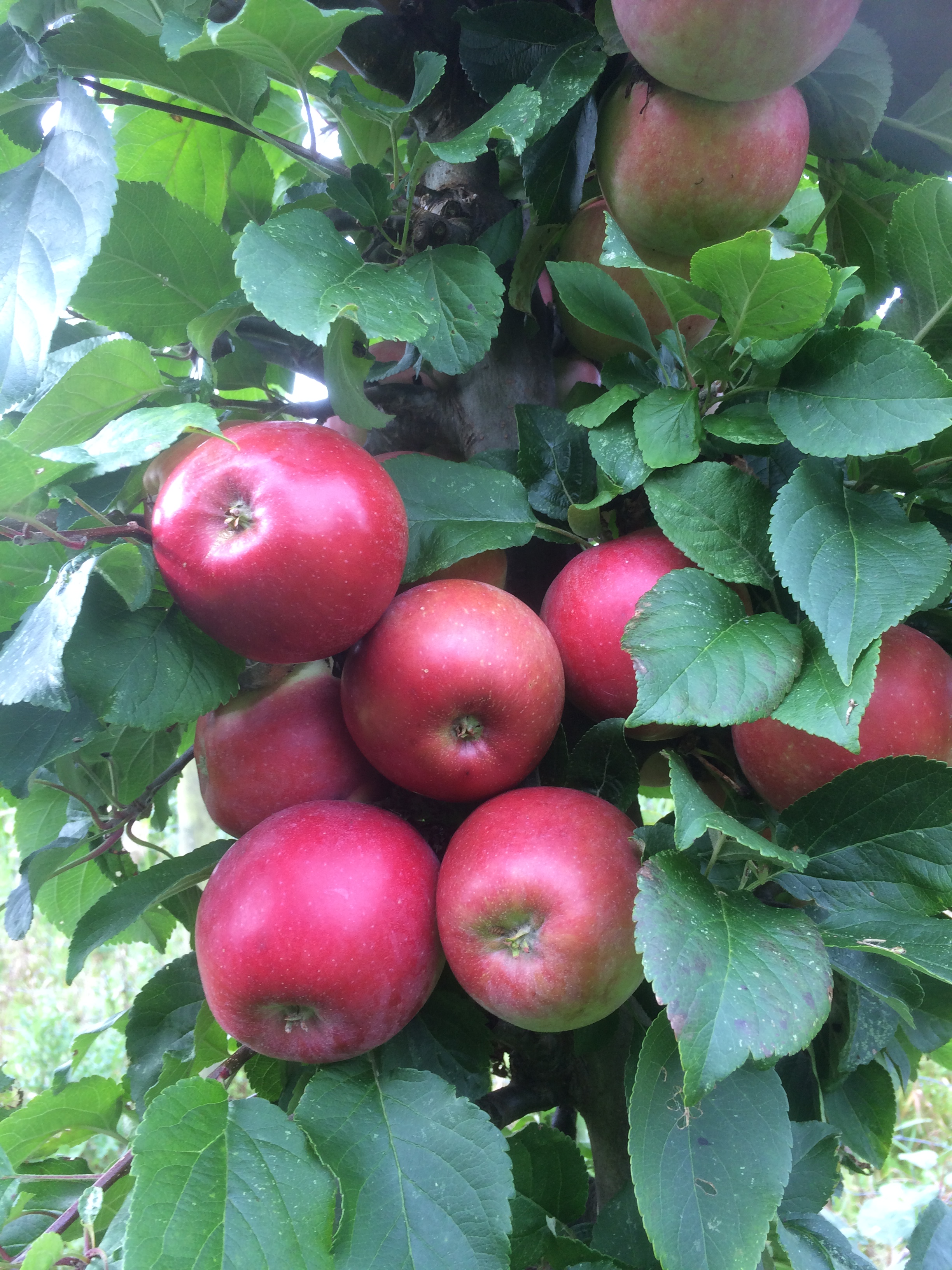 - Æble Rød Aroma | Kortegaards Planteskole