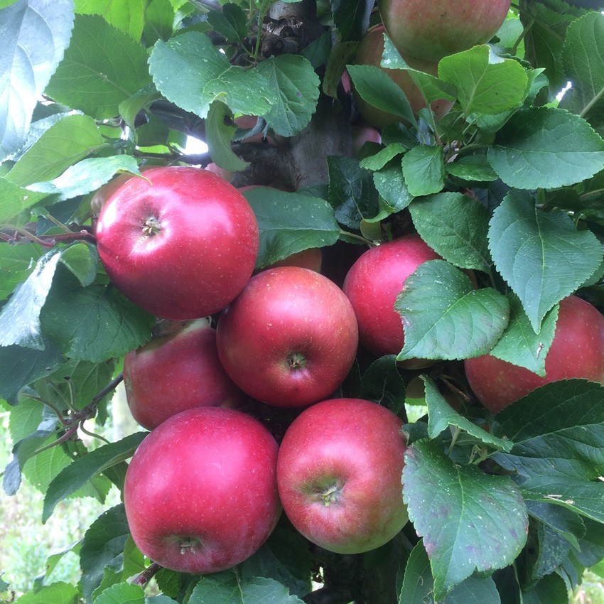 - Æble Rød Aroma | Kortegaards Planteskole