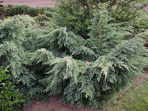 - Juniperus squamata 'Blue Swede' | Kortegaards Planteskole