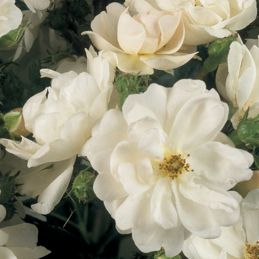 Bunddække rose - Rosa 'Tumbling Waters' | Kortegaards Planteskole