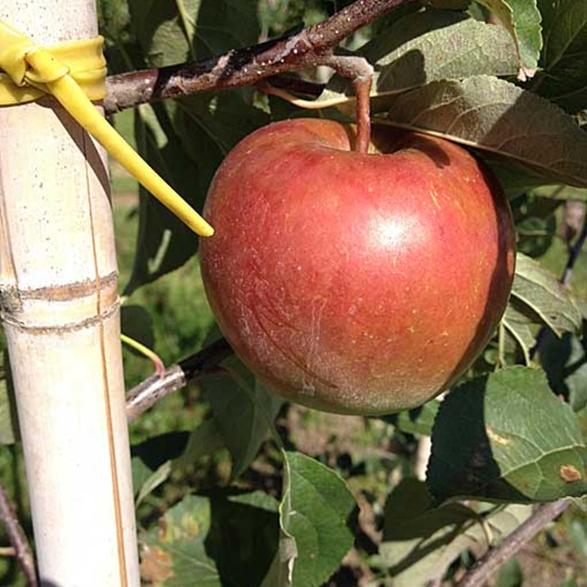 ble Angold Kortegaards Planteskole ble-angold-kortegaards-planteskole