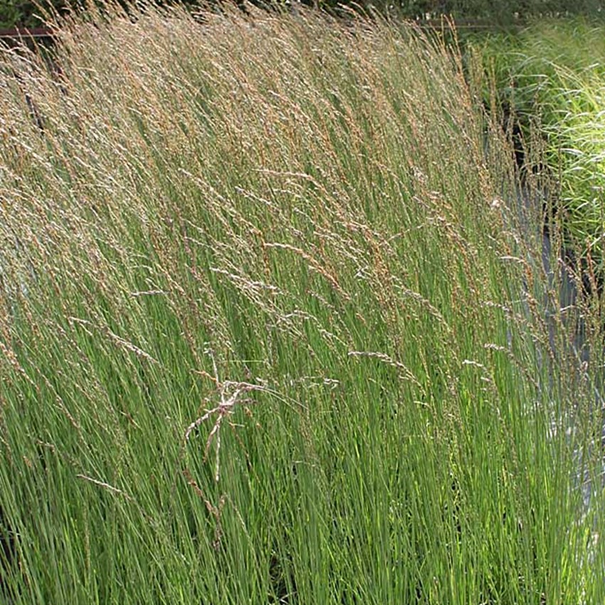 Pibegræs - Molinia caerulea 'Heidebraut' | Kortegaards Planteskole