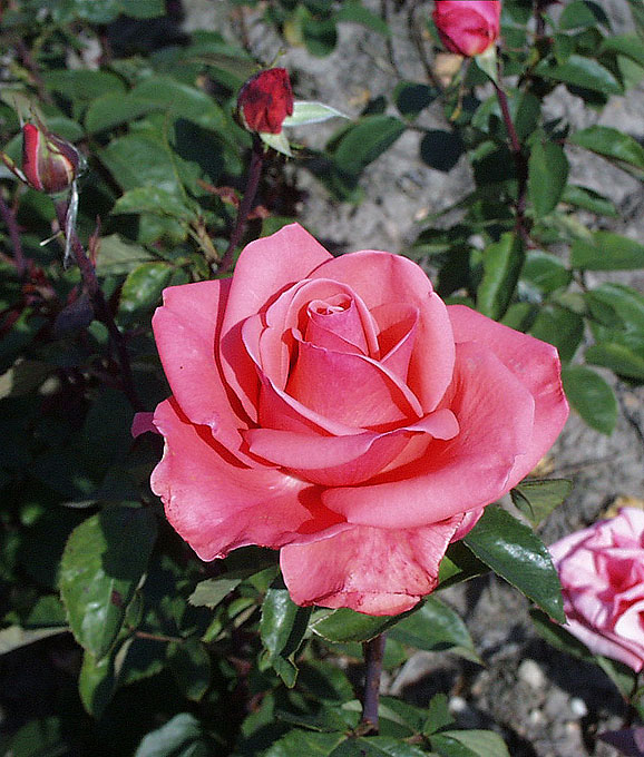 Storblomstret rose - Rosa 'Louisiana' | Kortegaards Planteskole